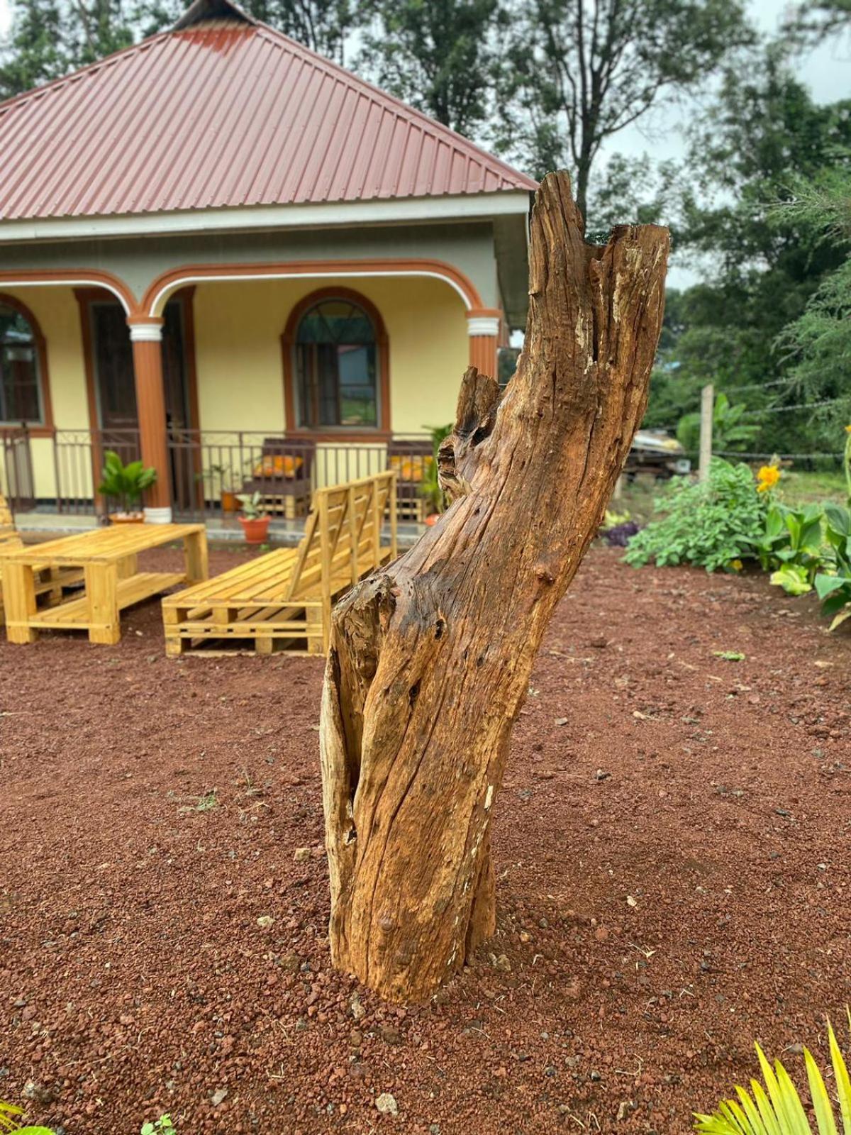 Home Feeling Kilimanjaro Μόσι Εξωτερικό φωτογραφία